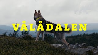 Tamaskan goes hiking in Jämtland, Sweden  BEAUTIFUL Vålådalen!