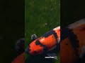 Japanese wild beautifull koi in a pond lake #japan #japanlife #koi #koifish