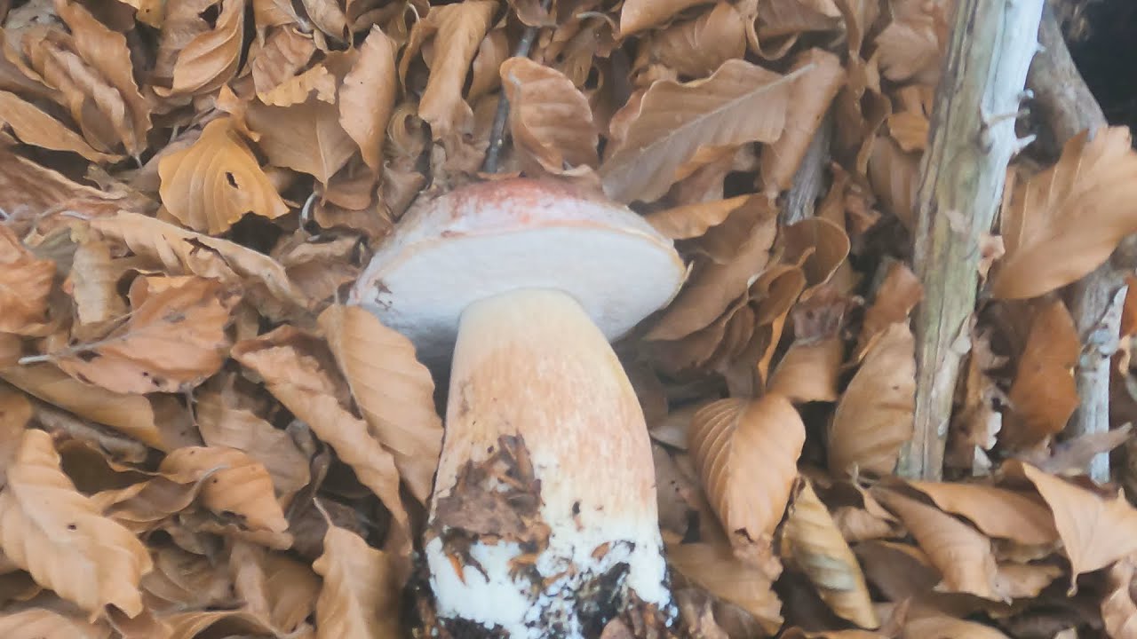 INCREDIBILE FUNGAIA NON TRADISCE MAI! RIVA DIMENTICATA PORCINI 13/11/2022MUSHROOM PORCINI BOLETUS