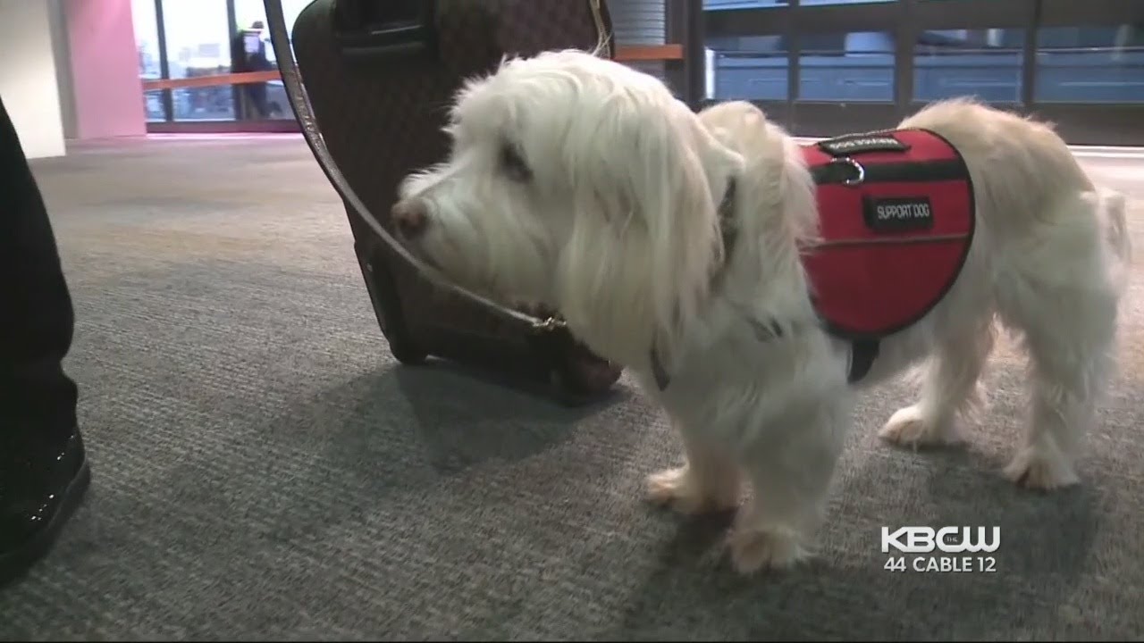 dogs on planes delta