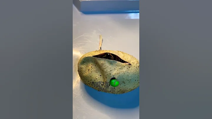 🐍What a great clutch!🧪 #molinarosnakelab #shorts #python #snakeeggs #eggcutting #ballpython #snake