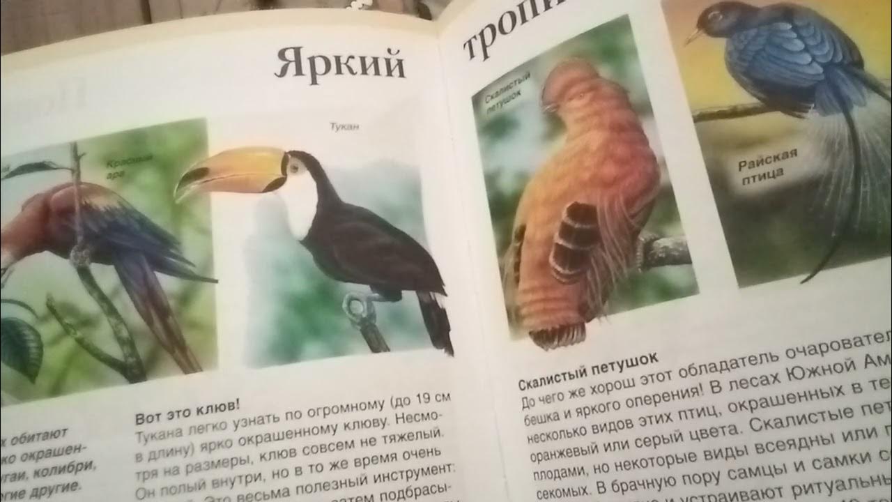 Рубрика Ходячая Энциклопедия - YouTube