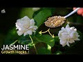 Top 5 JASMINE Growing Tips For Maximum Flowering..!