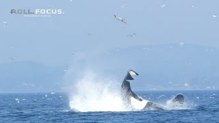 Transient orca punts a seal 80 feet into the air near Victoria, BC! screenshot 4