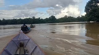 spot perbatasan Air Hitam dan Air Keruh, mancing Udang Galah di DAS Kalimantan
