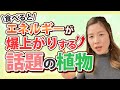 【目から鱗　健康食材】ココナッツで瞬時に活力がわいてくる！魔法のアブラ