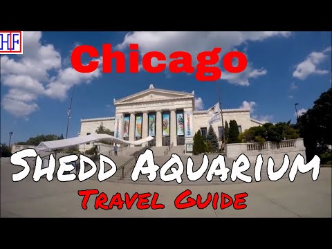 Vídeo: Guia do Shedd Aquarium de Chicago
