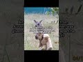 Doodlebug, An orphaned kangaroo from Australia was given teddy bear from his caretaker #animalbond