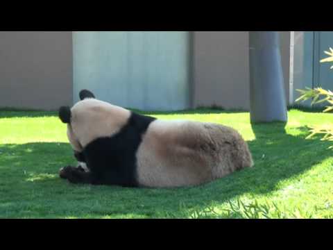 アドベンチャーワールド　パンダ 優浜の屋外デビュー その４