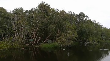 Một Vòng Rừng Tràm Bằng Thuyền Kéo Ở Làng Nổi Tân Lập Tỉnh Long An