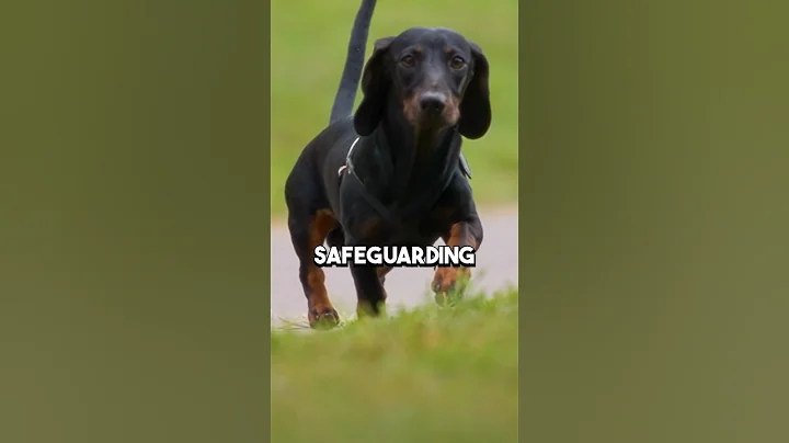 Everything You Need To Know About The Flu Shot For Dogs #shorts