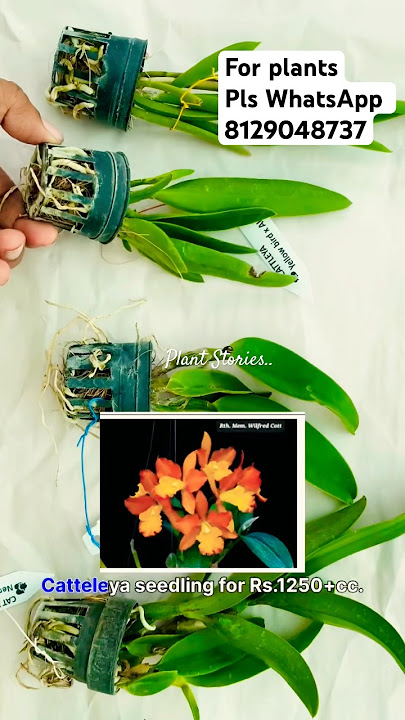 Catteleya seedling combo Rs.1250 #catteleyaorchid #orchidseller #orchid #catteleya