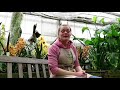 Volentry work at mcbeans orchid nursery 2018