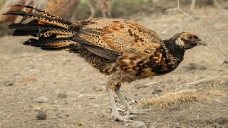 Hybrid Pheasant X Chickens