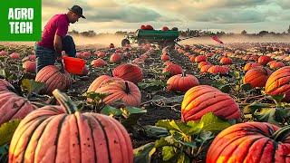 The Most Modern Agriculture Machines That Are At Another Level | Pumpkins Harvesting