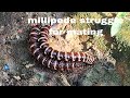 मिल्लीपीड मिलन के लिए संघर्ष  millipede struggle for mating 