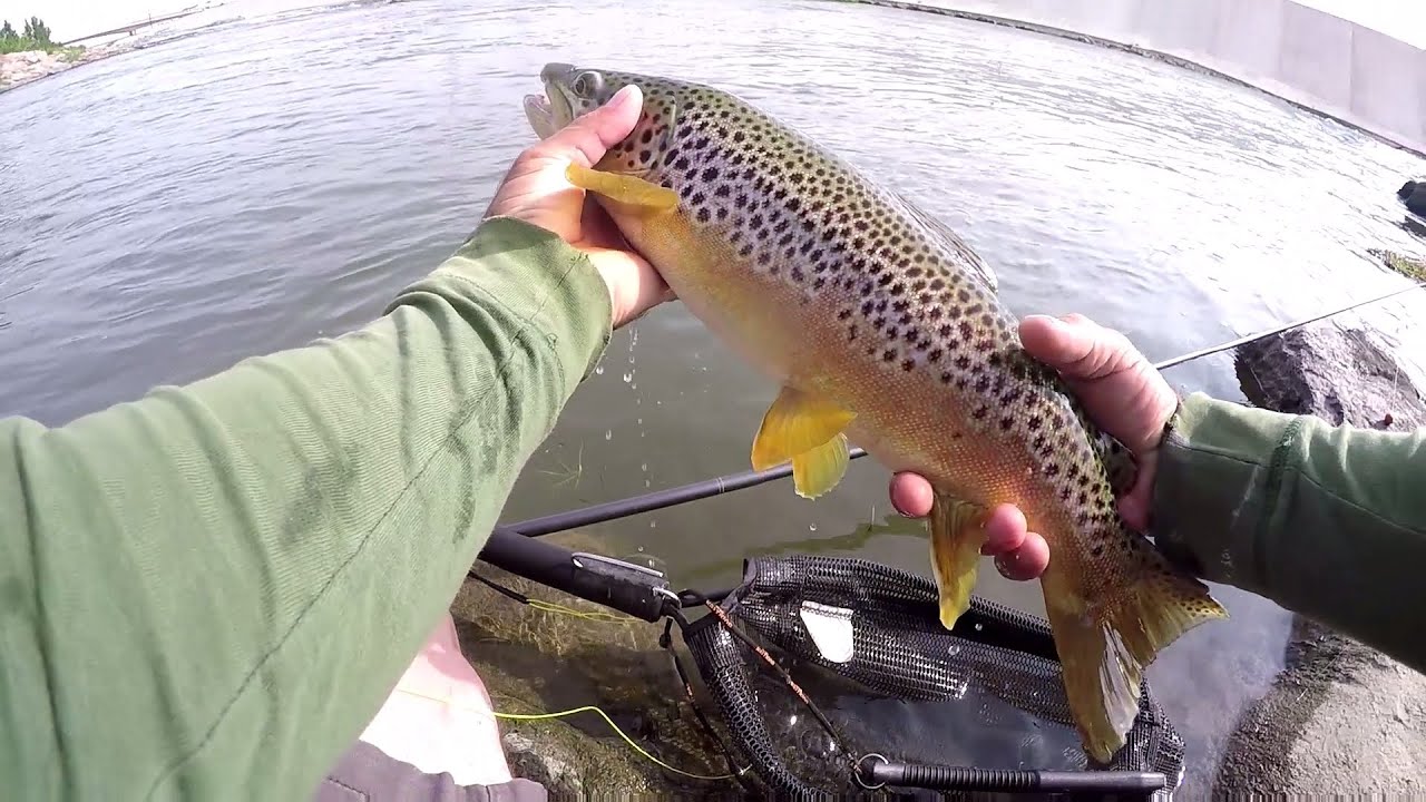 Keiryu fly fishing strong currents for Trout, 