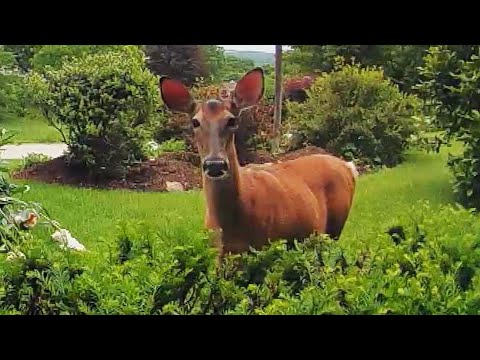 Homeowner Talks to Deer on Ring Camera