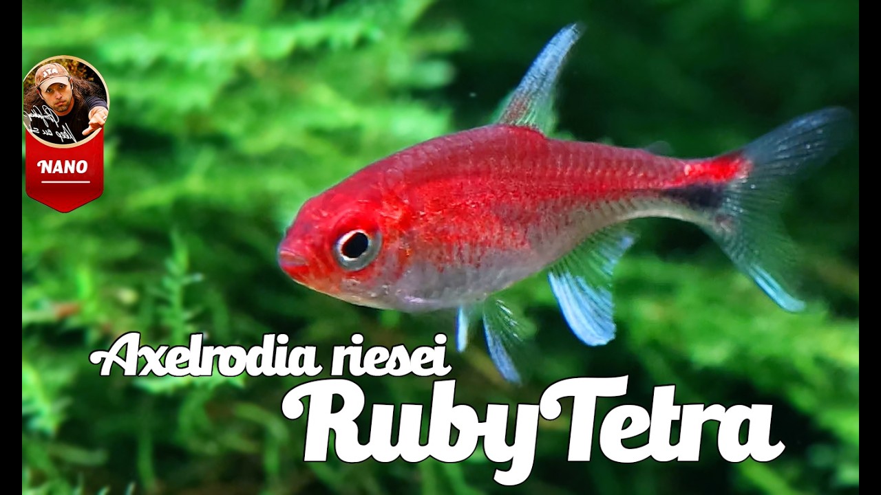 Ruby Tetra (Axelrodia riesei)