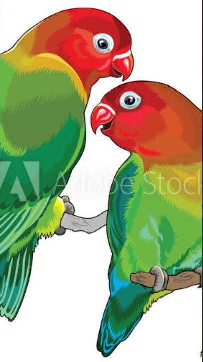 story wa burung