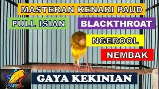 MASTERAN KENARI PAUD ISIAN BLACKTHROAT || PANCINGAN KENARI ISIAN BUNYI GACOR
