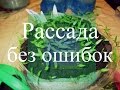 Рассада перца и баклажанов. Как избежать ошибок. (19.02.16 г.)