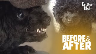 Jekyll And Hyde Dog Attack Gaurdian Out Of The Blue l Before & After Makeover Ep 19