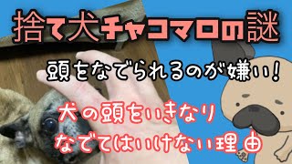 犬はそもそも頭をなでられるのが嫌い 捨て犬チャコマロの謎03 犬の頭をいきなりなでてはいけない理由とは フレンチブルドッグ Youtube 犬はそもそも頭をなでられるのが嫌い 捨て犬チャコマロの謎03 犬の頭をいきなりなでてはいけない理由とは フレンチブルドッグ Youtube