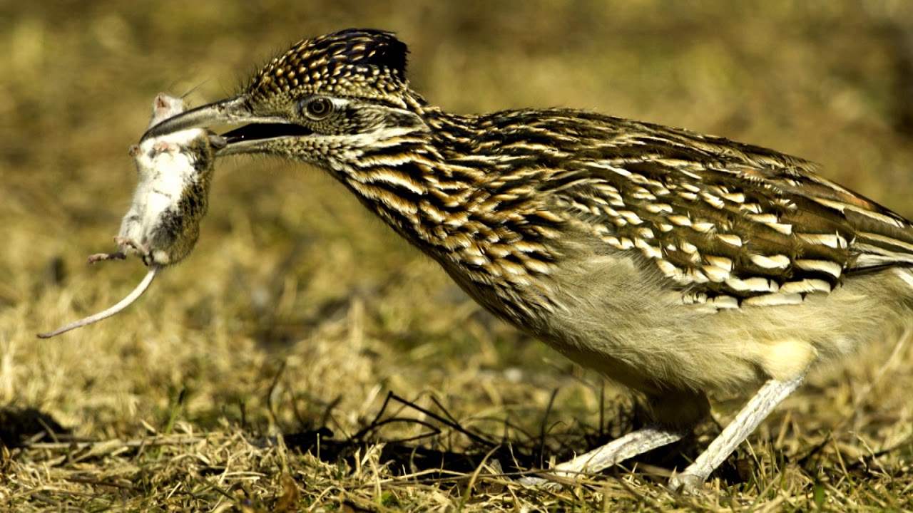 Roadrunners - AskMDC 