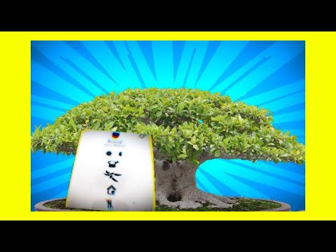 Vídeo: El Ficus No Té Gust, O La Figa No Té Gust