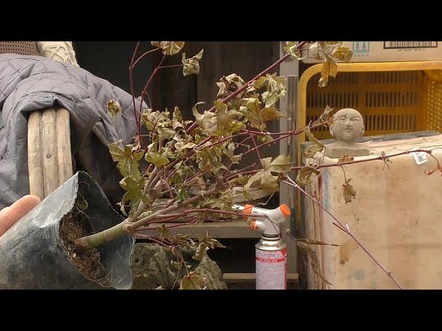 Momiji Course - YouTube