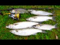 HOW TO CATCH MULLET: QUICK, Cheap &amp; Easy
