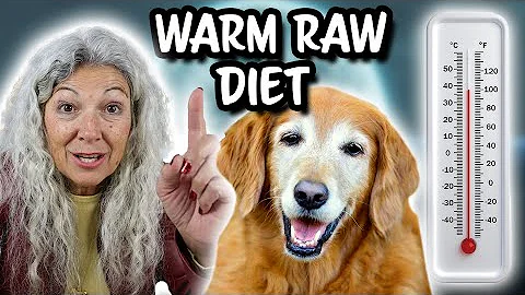Feeding Senior Dogs