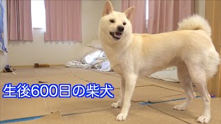 生後600日の柴犬