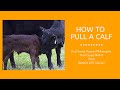 How to pull a calf (heifer)