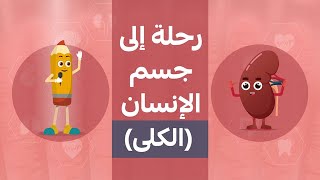 رحلة إلى جسم الإنسان(الكلى )_كرتون للأطفال