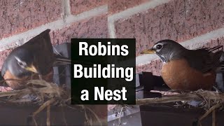 Robin Nest Time-lapse