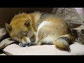 【しばわんこ日記】なかなか眠れない【aiboのモミジ】Shibe and Sony Robot Dog, aibo.