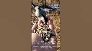 سورة الإسراء الآية 30-31 #اكسبلور #راحة_نفسية #لايك #حالات_واتس