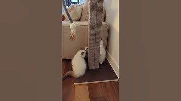 Silly Kittens Climbing Scratching Post
