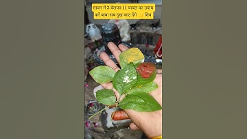 सावन में तीन बेलपत्र पीला चंदन लाल चंदन 11 चावल के दाने का उपाय #panditprdeepmishra #upay #sawanupay