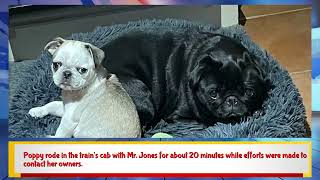 Driver stops train to rescue frightened pug