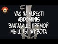 Влагалище прямой мыщцы живота (vagina m.recti abdominis) 3D Анатомия