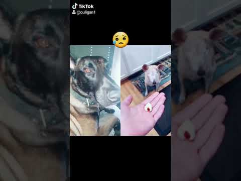 رد فعل وليكان على كلب اعما جنيف سويسرا