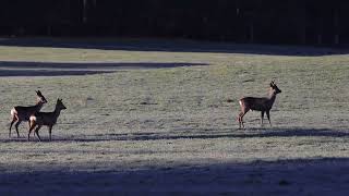 Rehe in Aitrang