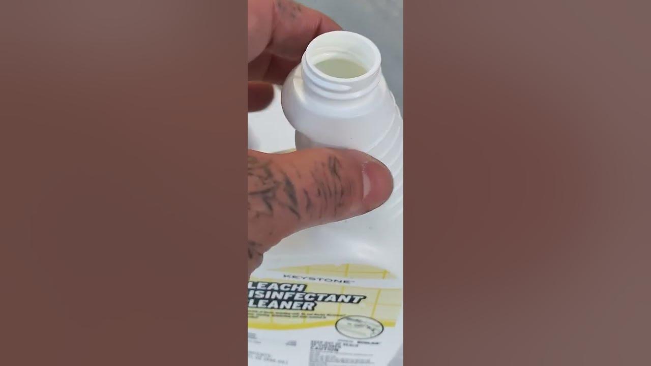 Wasp Nest vs Bleach YouTube