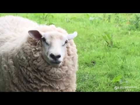 Wink, hair toss, lip lick, eye contact then look away: This sheep wanted me