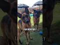 talk negatively German Shepherd GSD... 🤔🫣🐶 #shorts #ytshorts #viral #trending