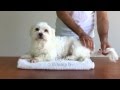 Dog vs Lump HD (how to destroy cysts & tumours)