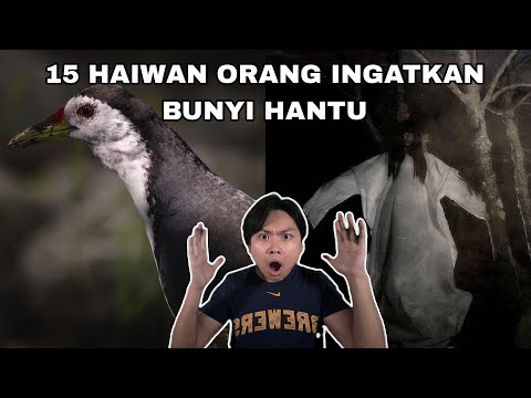 15 Haiwan Orang Ingatkan Bunyi Hantu!